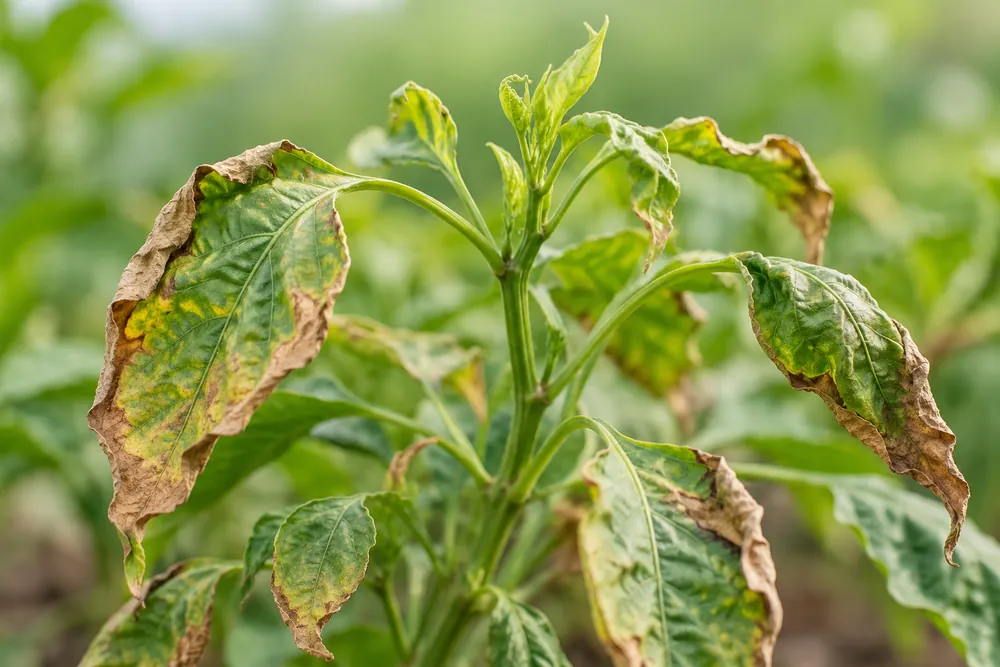 Daun kering dan mengkerut